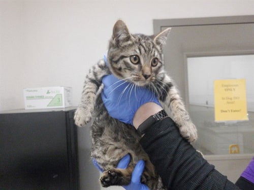 JERRY - Domestic Short Hair available for adoption