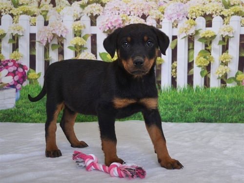 CROISSANT - Rottweiler available for adoption