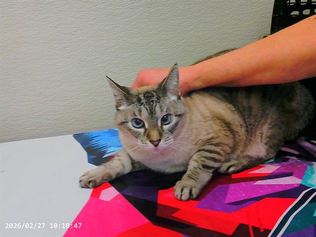 SATIVA - Siamese available for adoption