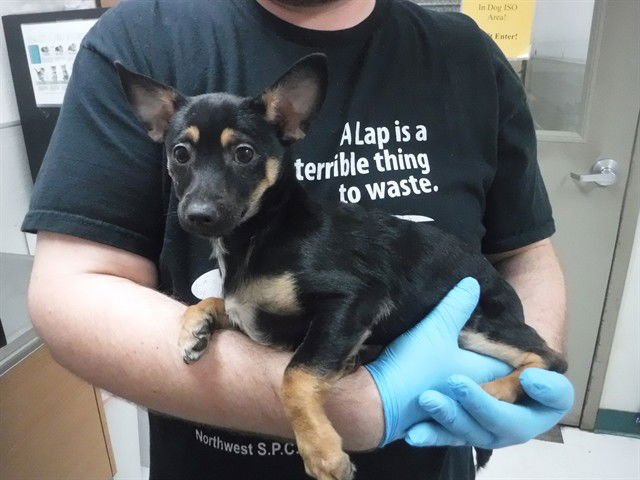 MR DARCY - Chihuahua available for adoption