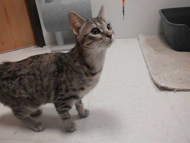 SUGAR - Domestic Short Hair available for adoption