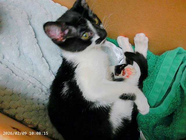 SPARTAN - Domestic Short Hair available for adoption