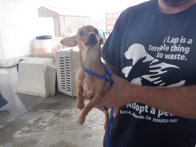 LALA - Chihuahua available for adoption