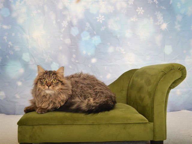 EVAN - Domestic Long Hair available for adoption