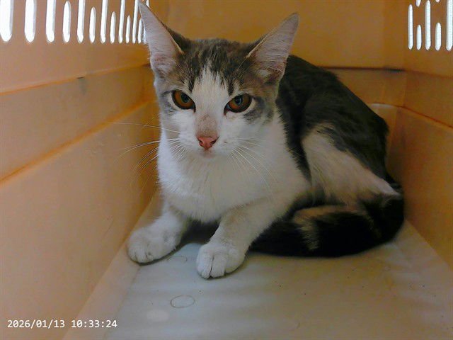 MARLA - Domestic Short Hair available for adoption