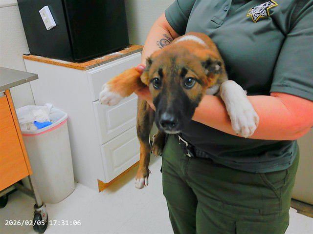 BANDIT - German Shepherd Dog available for adoption