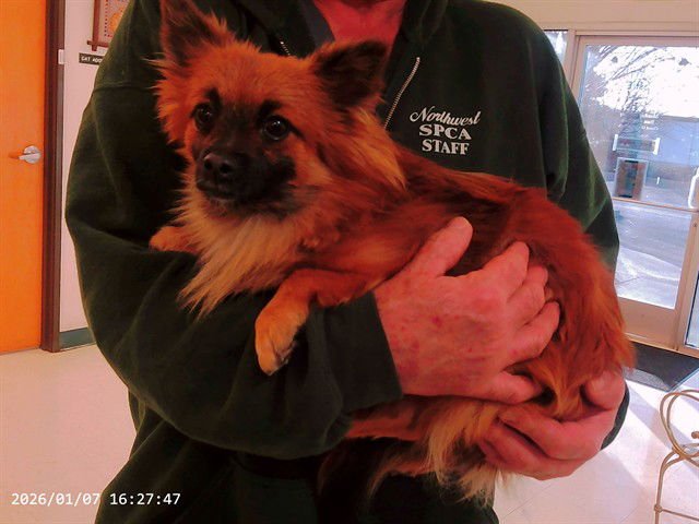 BEAU - Pomeranian available for adoption