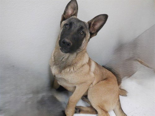 RUGER - Belgian Shepherd Malinois available for adoption