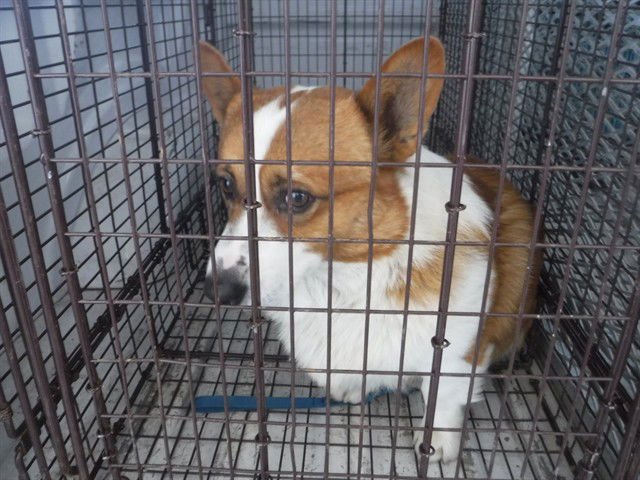 TONY - Pembroke Welsh Corgi available for adoption