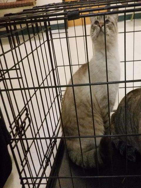 SIMBA - Siamese available for adoption