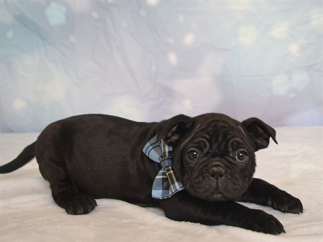 WILL - Pug available for adoption