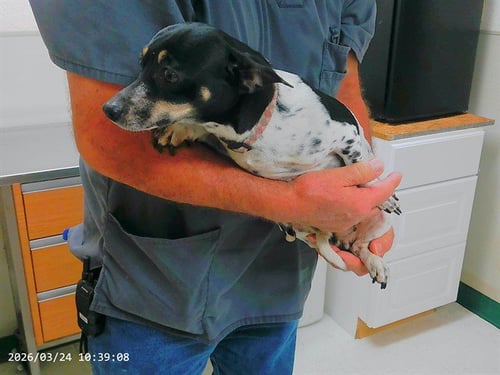 ELIZABETH - Chihuahua available for adoption