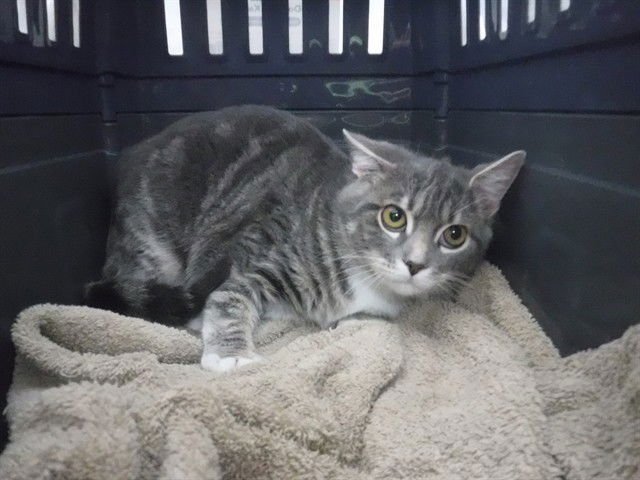 BABY - Domestic Short Hair available for adoption