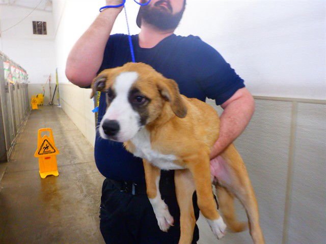 SAPPHIRE - Australian Cattle Dog/Blue Heeler available for adoption