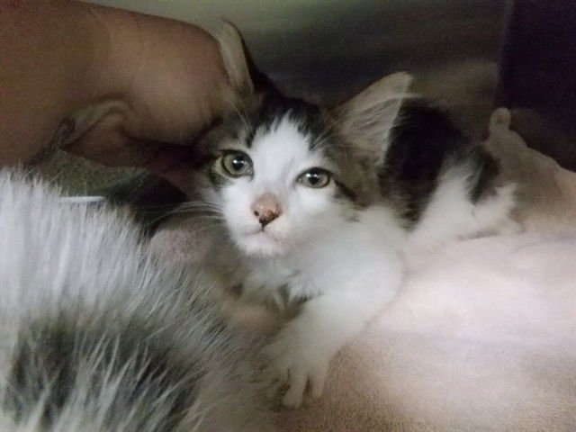 JAZZ - Domestic Medium Hair available for adoption