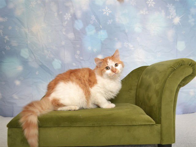 FLINT - Domestic Long Hair available for adoption