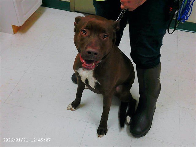 MAX - Pit Bull Terrier available for adoption