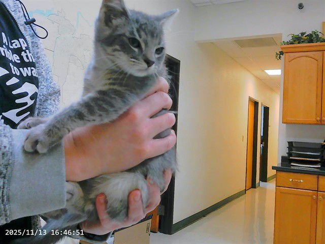 PURRCY - Domestic Short Hair available for adoption