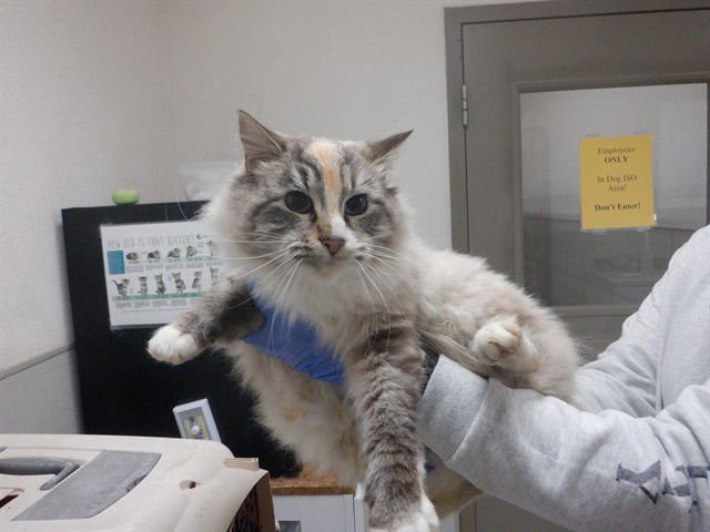 CATTHERINE - Himalayan available for adoption