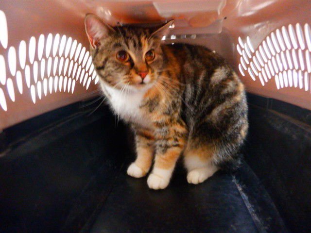 PURRSEPHONE - Domestic Short Hair available for adoption