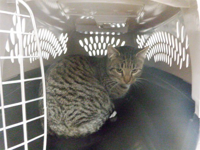 BENJIMINE - Domestic Short Hair available for adoption