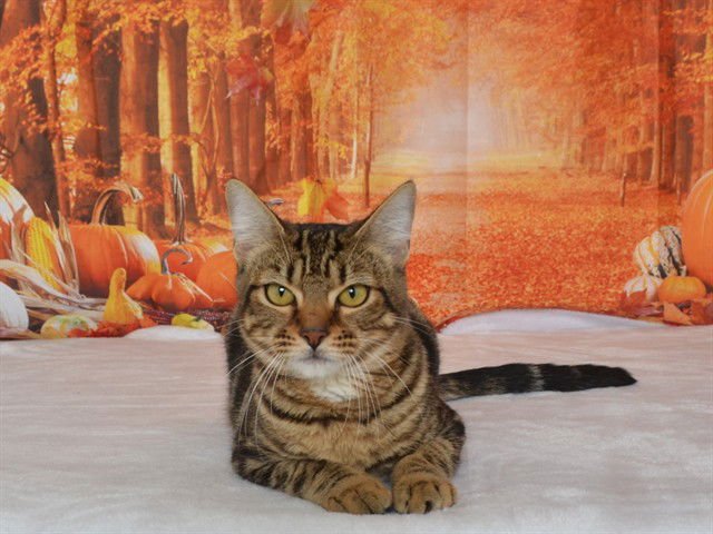 JIXI - Domestic Short Hair available for adoption