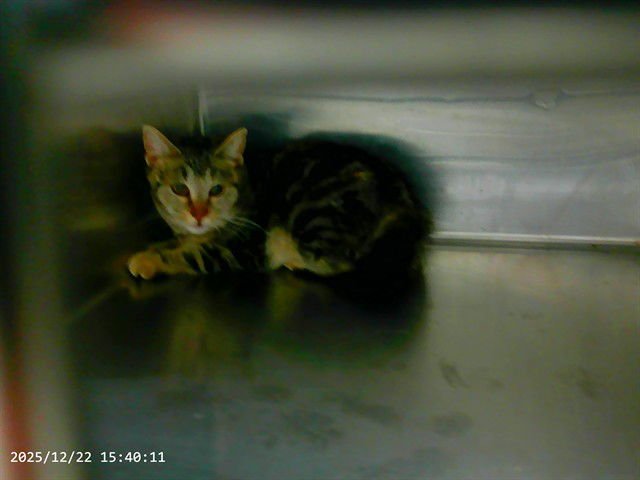 RUSTY - Domestic Short Hair available for adoption