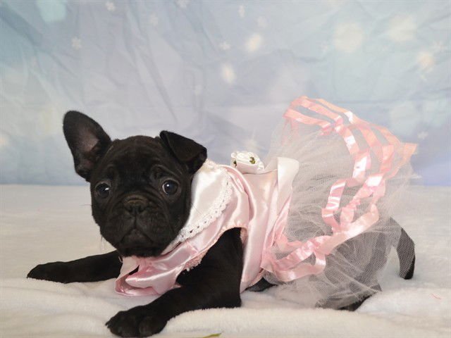 HOLLY - Pug available for adoption