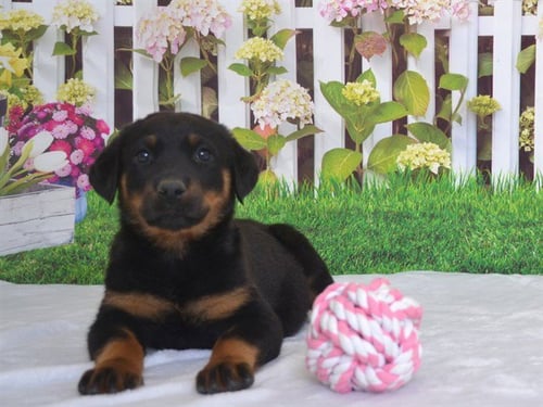 TARTE - Rottweiler available for adoption