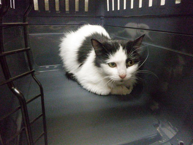 ZAZZUIE - Domestic Short Hair available for adoption