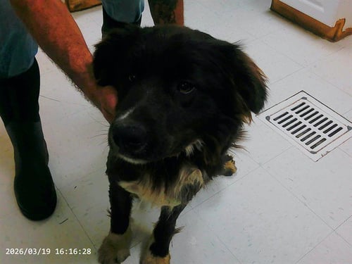 INKY - Australian Shepherd available for adoption