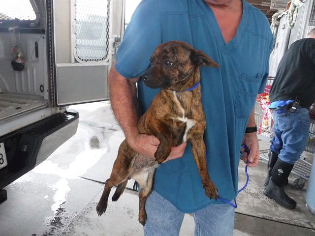 BERNADETTE - Chihuahua available for adoption