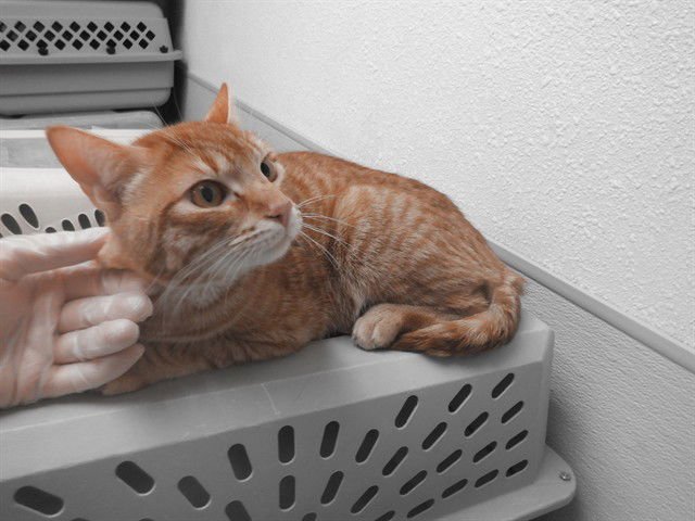 GROOT - Domestic Short Hair available for adoption