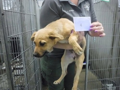 LETTI - German Shepherd Dog available for adoption