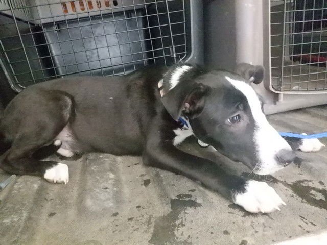 BOSS - Pit Bull Terrier available for adoption