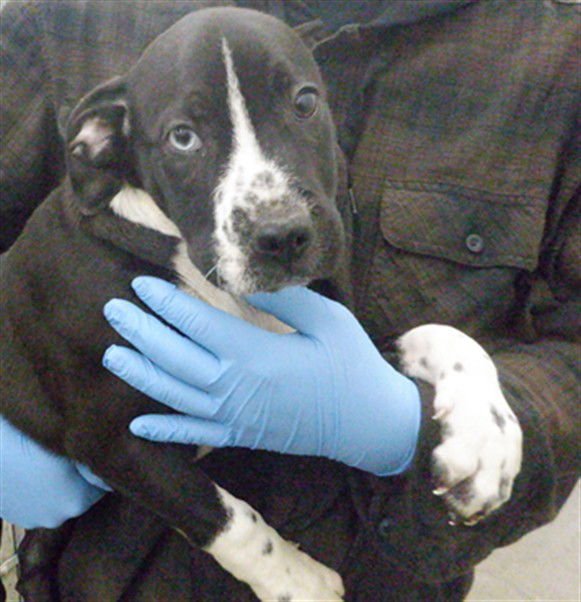 VALENTINO - Pit Bull Terrier available for adoption