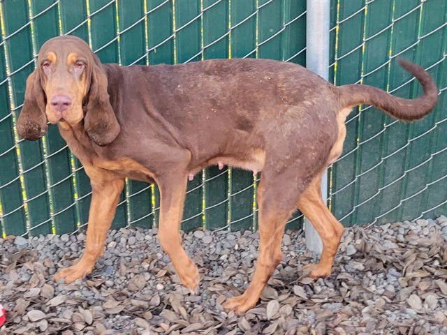 CLEMENTINE - Bloodhound available for adoption