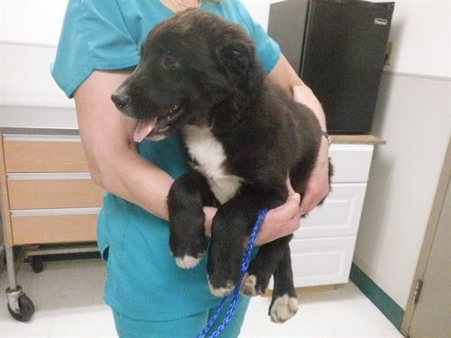 A611746 - Labrador Retriever available for adoption