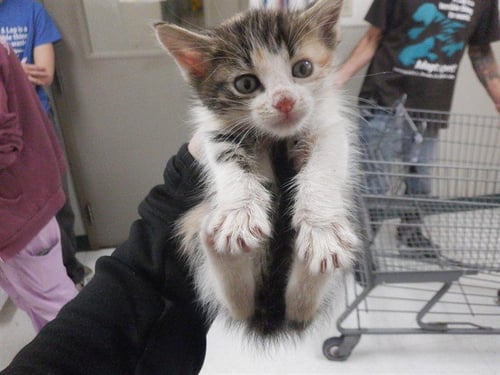 PURRSCILLA - Domestic Short Hair available for adoption