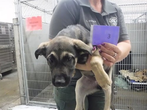 LOUIE - German Shepherd Dog available for adoption