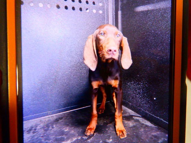 SCARLET - Bloodhound available for adoption