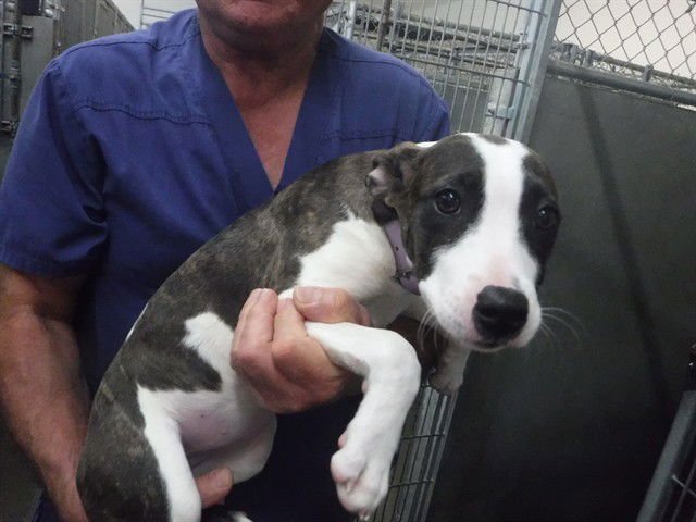 JUNIPER - Pit Bull Terrier available for adoption