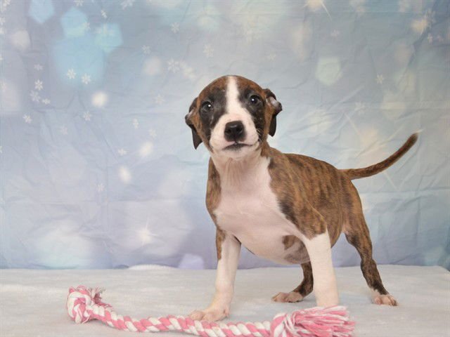 BRIDGETTE - Chihuahua available for adoption