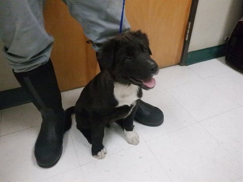 SUNSHINE - Labrador Retriever available for adoption