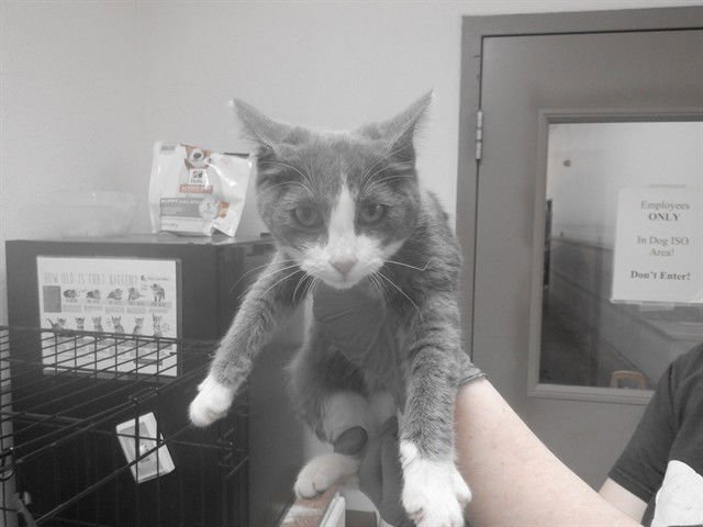 CHRISTABELL - Domestic Short Hair available for adoption