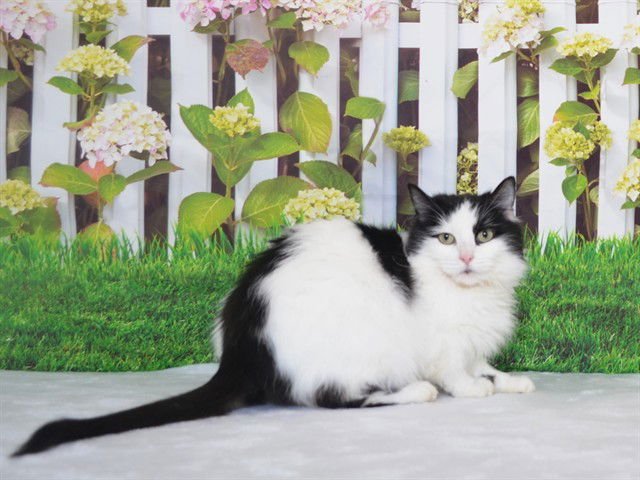 CATATOUILLE - Domestic Short Hair available for adoption