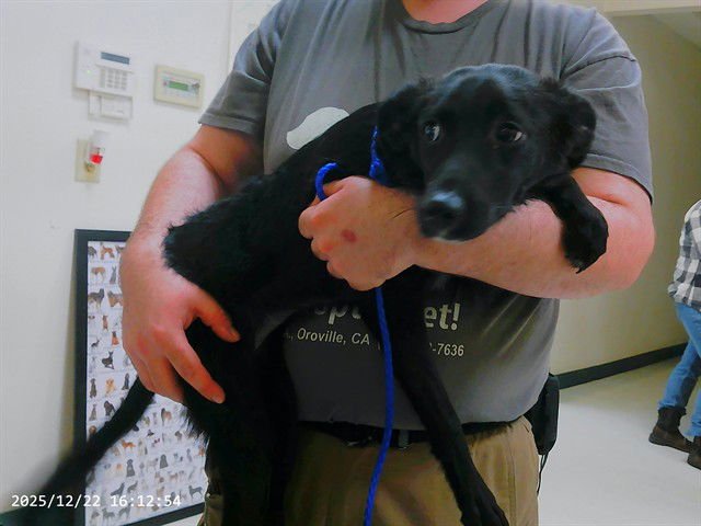 SKIPPER - Australian Kelpie available for adoption