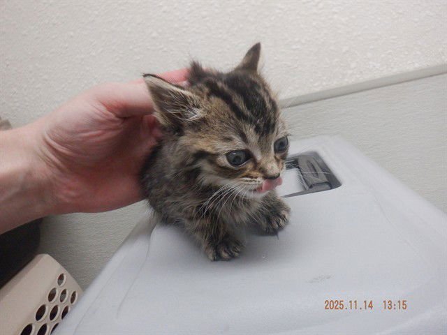 SKITTLES - Domestic Short Hair available for adoption