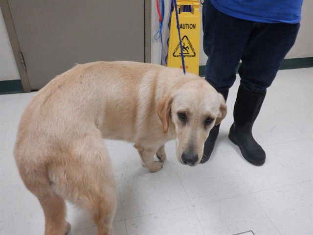 JAX - Labrador Retriever available for adoption