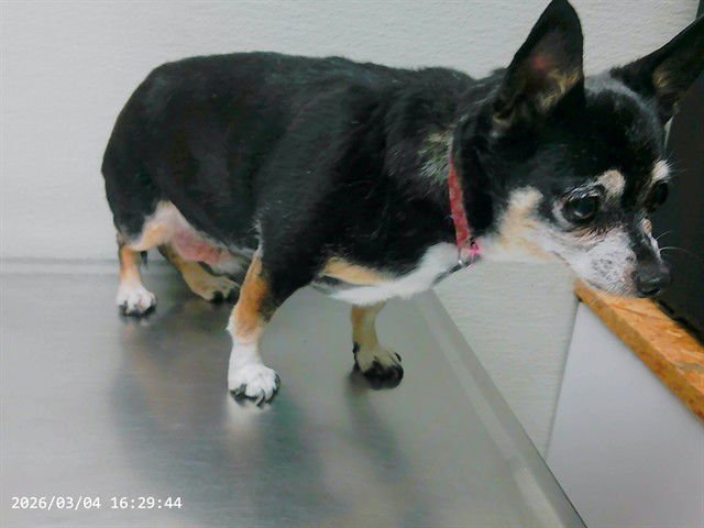 RUBY - Chihuahua available for adoption